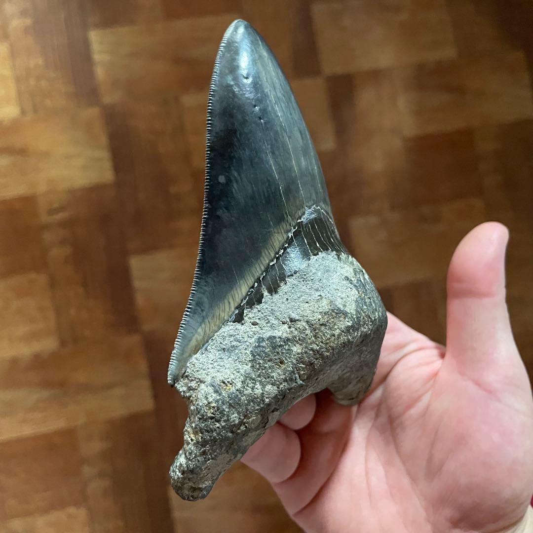 メガロドンの歯 化石 ジェムグレード 超希少カラー パワーストーン 鉱物 宝石