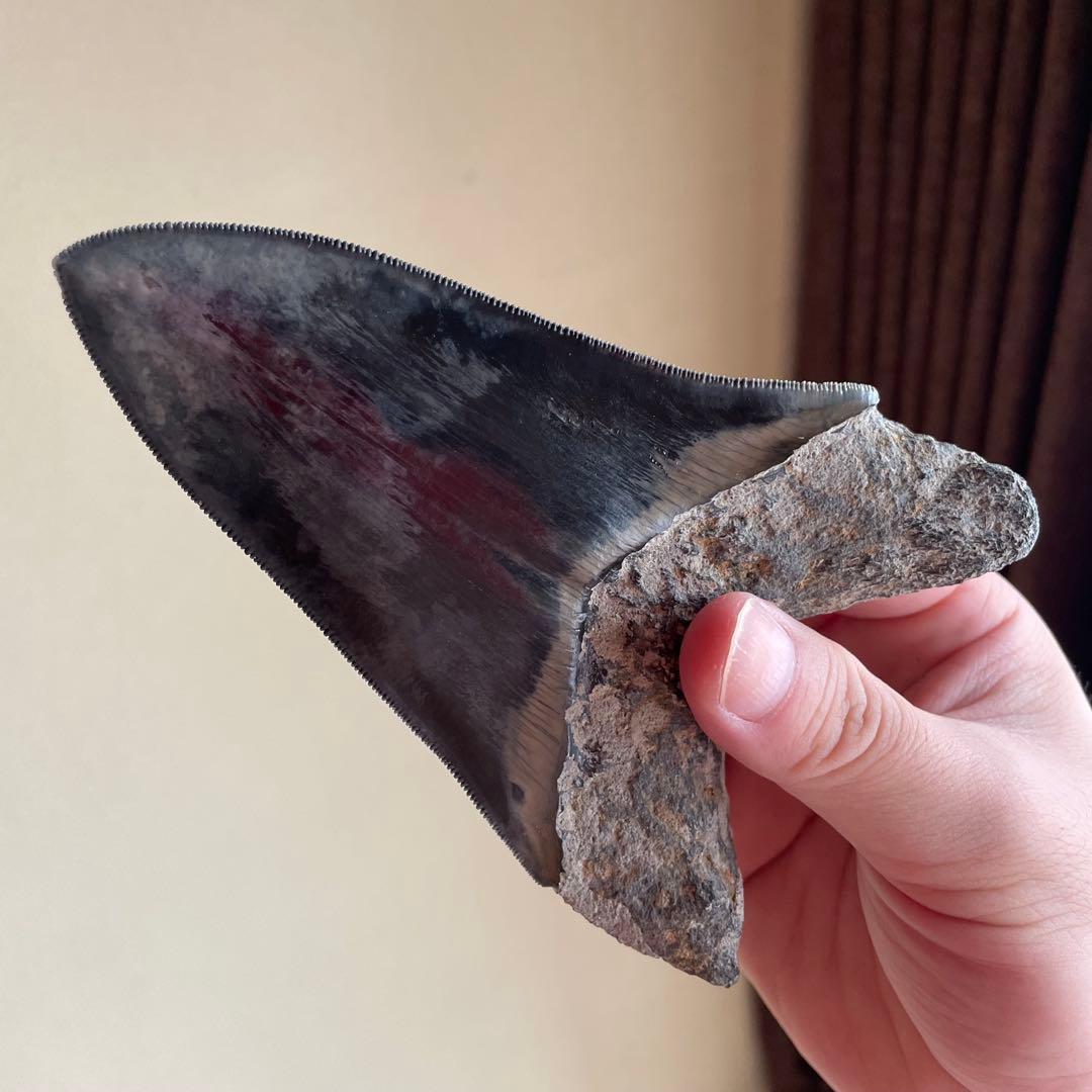 メガロドンの歯 化石 ジェムグレード 超希少カラー パワーストーン 鉱物 宝石