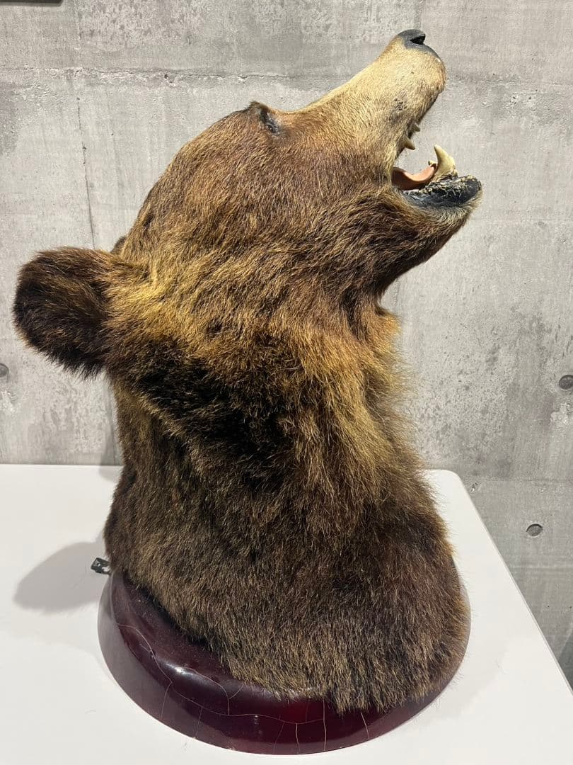 ヒグマ　トロフィー　置物　剥製　大型