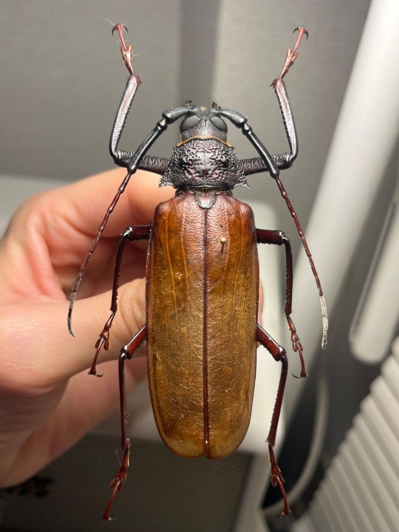 【84mm】コゲチャトゲフチオオウスバカミキリ 昆虫標本 ハナムグリカナブン