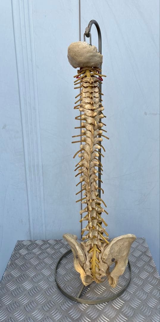 脊椎模型 約90cm