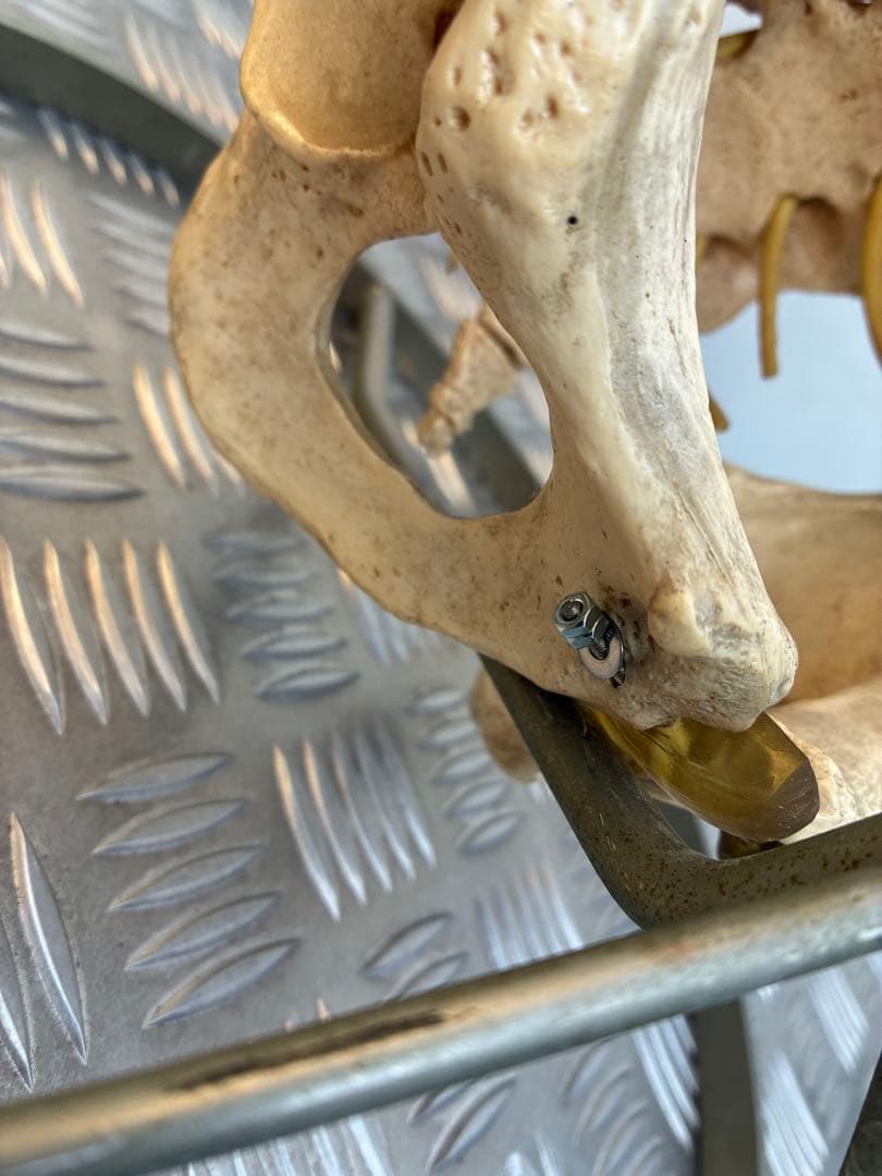 脊椎模型 約90cm