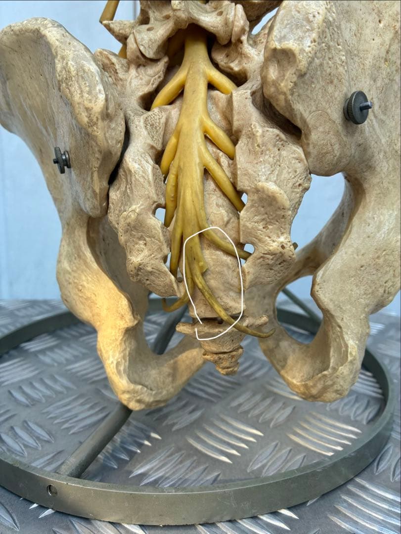 脊椎模型 約90cm