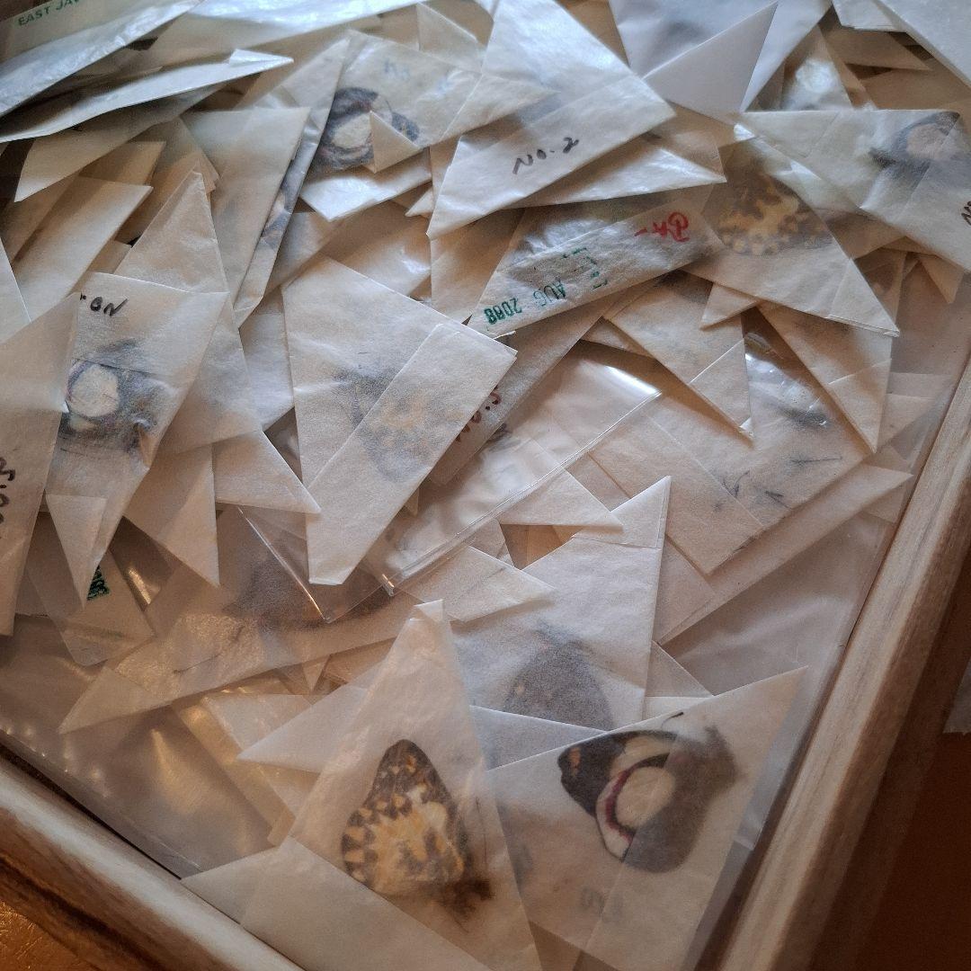 外国産蝶標本　三角紙　大量　まとめて　トリバネアゲハ　ニシキオオツバメガ
