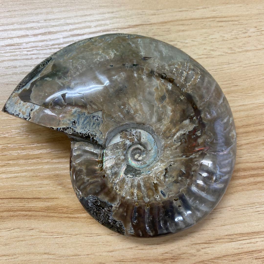 マダガスカル産アンモナイト