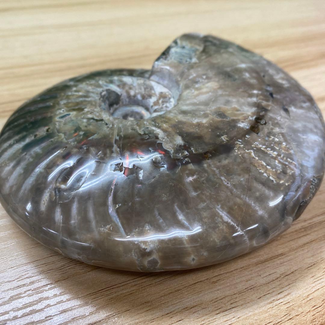 マダガスカル産アンモナイト