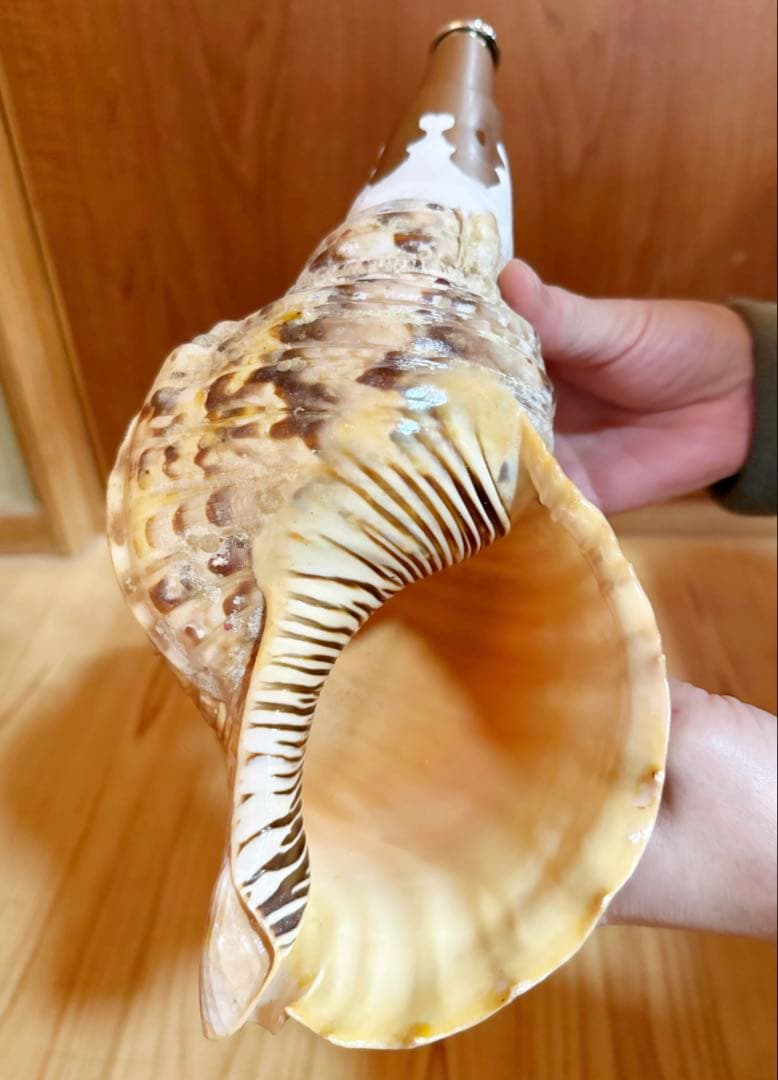 おはなちゃんさま専用　修験道法螺貝　山伏　密教　熊よけ　魔除け❣️ほら貝　赤紐付き