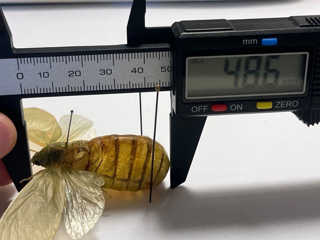 【伝説ノ蝉】フウセンゼミ ハラブトゼミ Cystosoma 昆虫標本