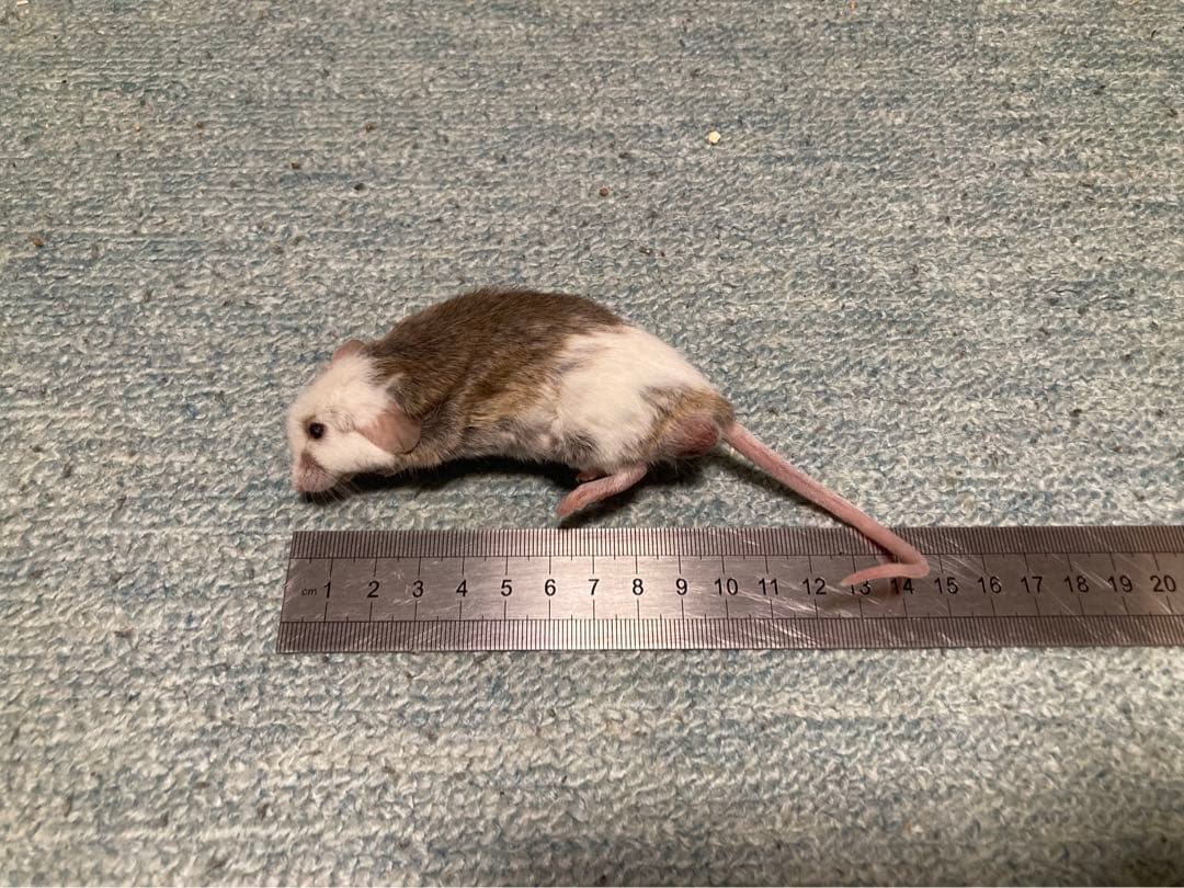 【冷凍】ヤワゲネズミ　価格相談用【エサ用】