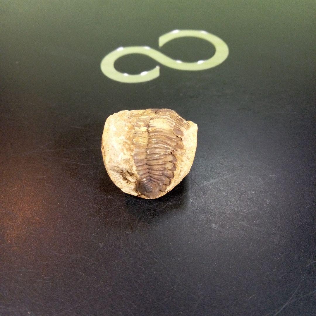 三葉虫　化石　fossil　ボリビア産　トライロバイト　三葉虫個体①