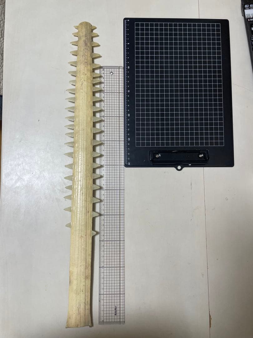 ノコギリザメの歯　標本