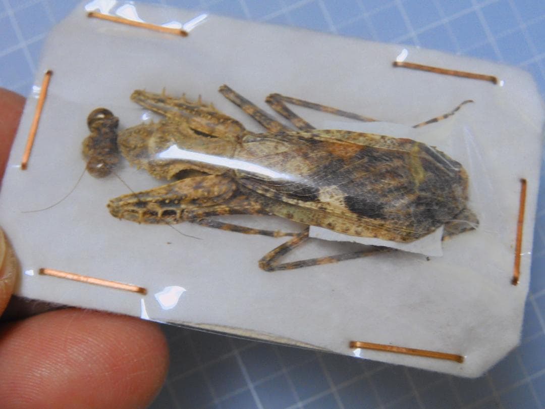 標本 Madagascar Pantelica tricolor 44mm