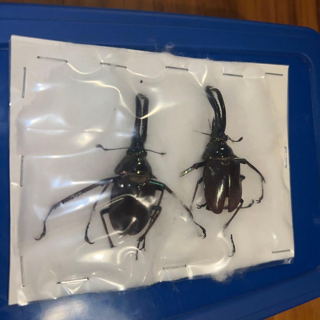 【希少】ホロメタリクス チリクワガタ 標本 コガシラクワガタ　セット