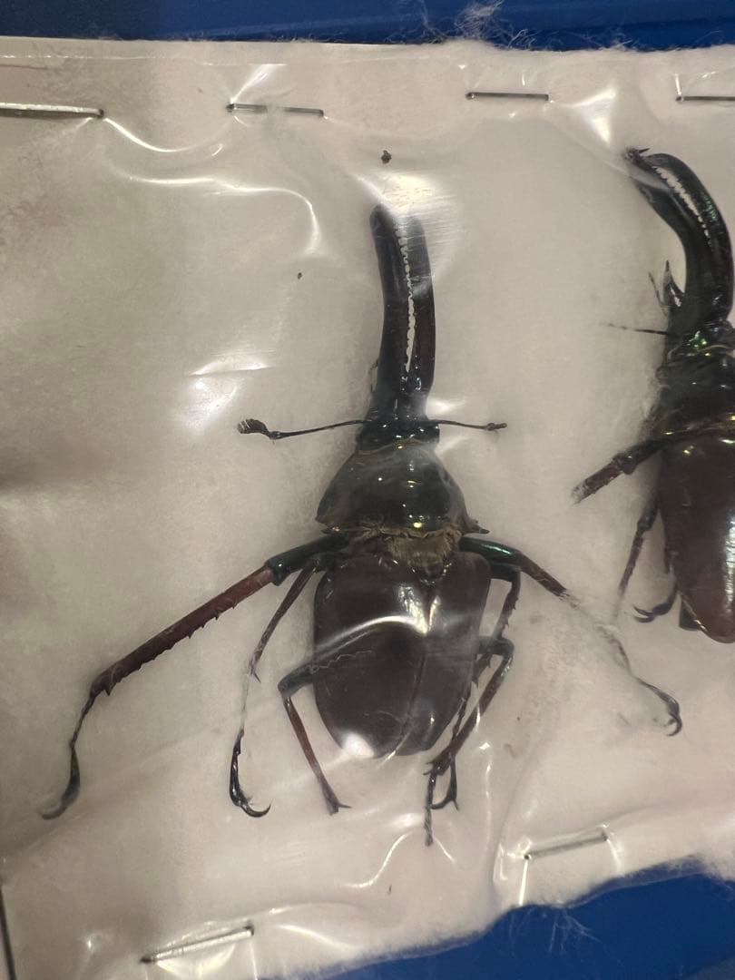 【希少】ホロメタリクス チリクワガタ 標本 コガシラクワガタ　セット