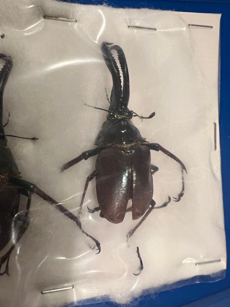 【希少】ホロメタリクス チリクワガタ 標本 コガシラクワガタ　セット