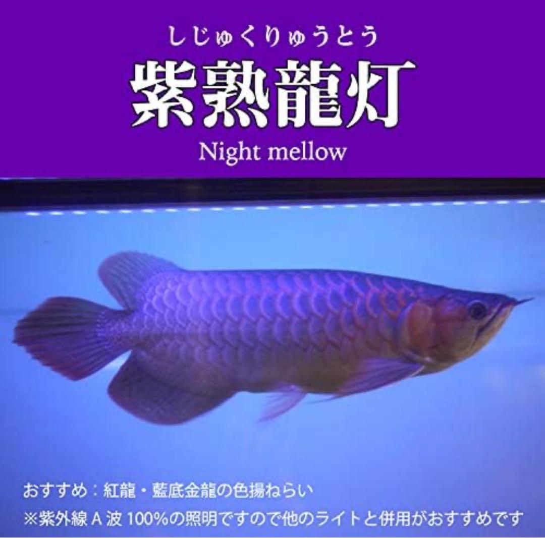 シ*ウ様 でんらい製　紫熟龍灯　（ナイトメロー/UV100A）アロワナ色揚げライ