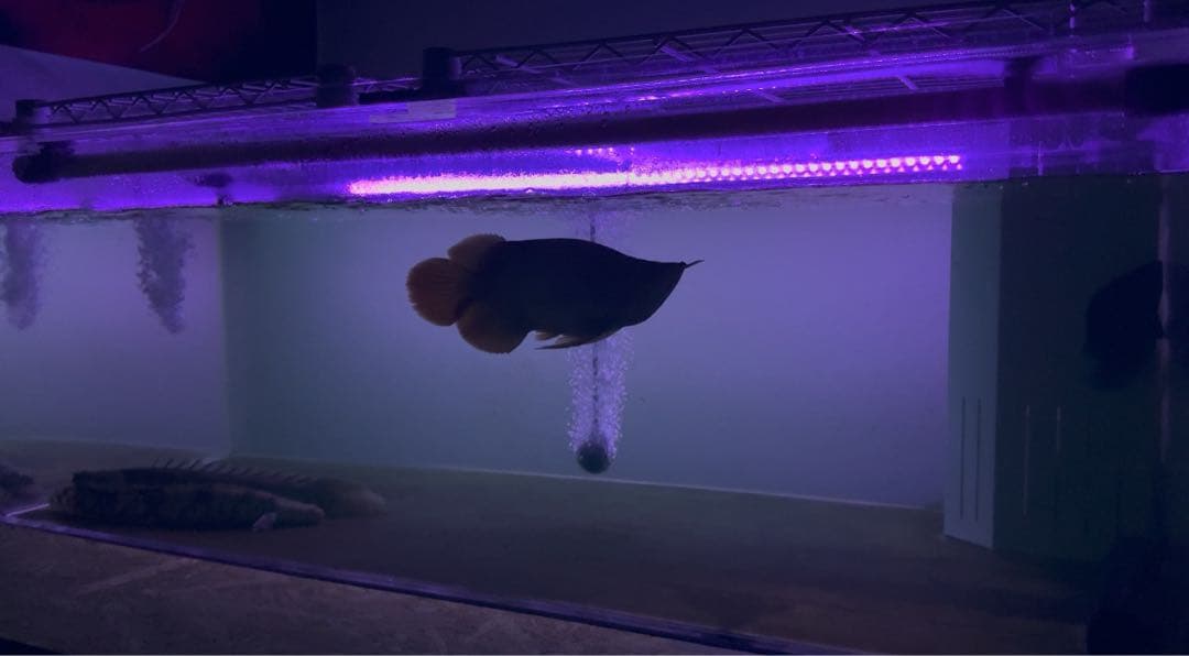 シ*ウ様 でんらい製　紫熟龍灯　（ナイトメロー/UV100A）アロワナ色揚げライ