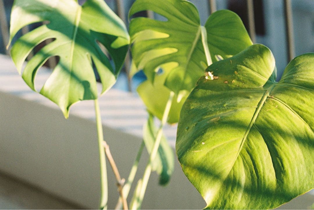 かりん Leica ライカ CM SUMMARIT 40mm F2.4