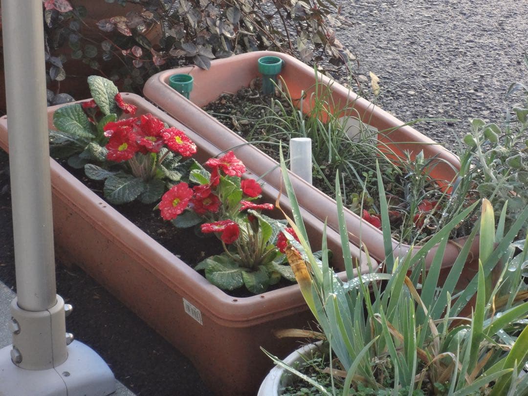 SONY サイバーショット DSC-WX10 パープル