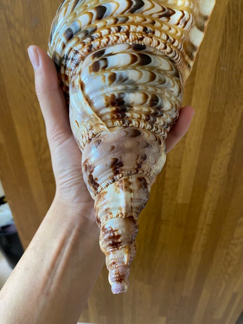 法螺貝　新鮮なホラ貝　色合いが綺麗　34cm 620グラム