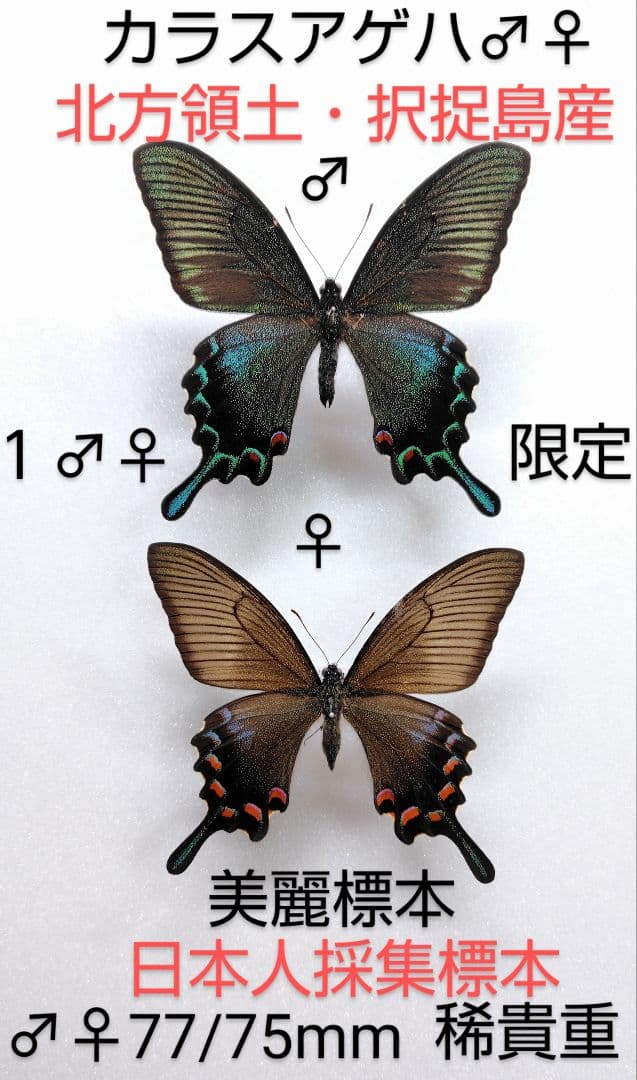 カラスアゲハ♂♀標本★北方領土択捉島産★日本人採集標本データ付美麗標本