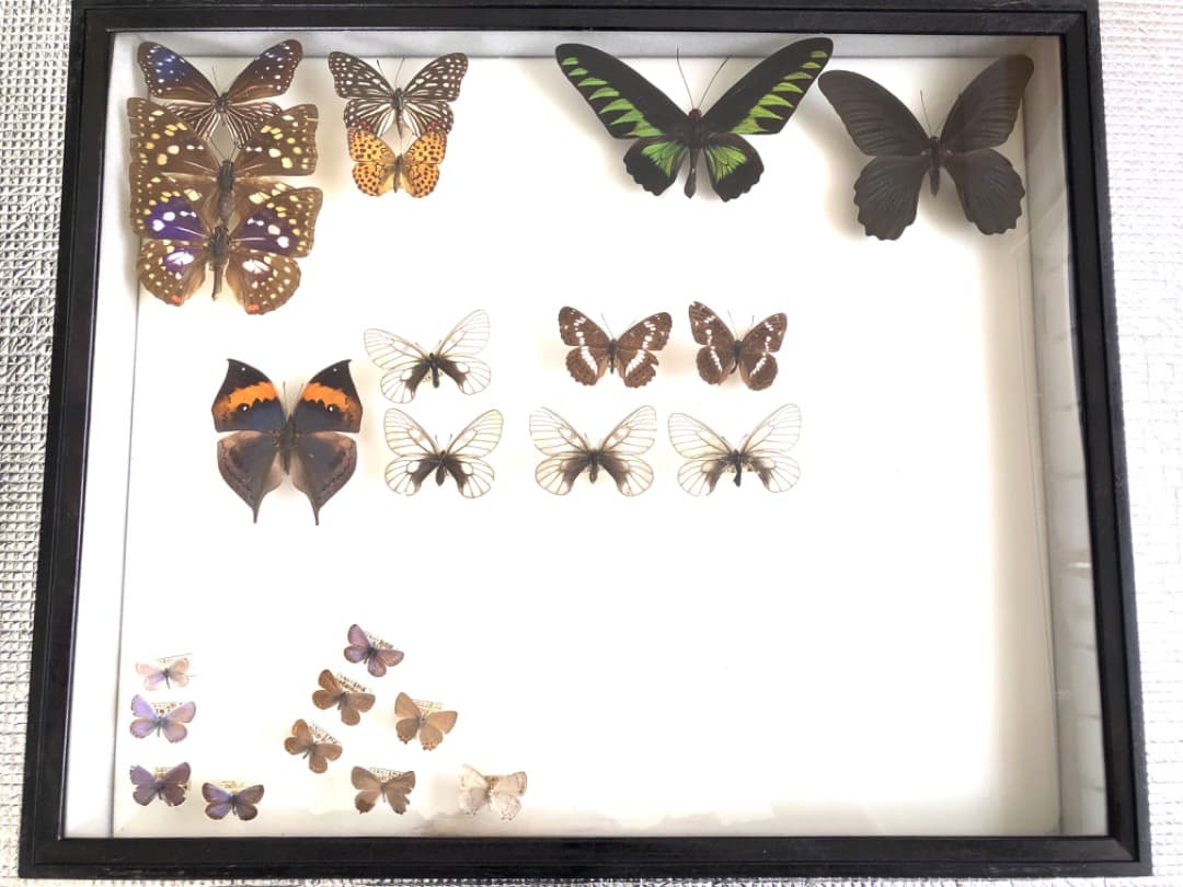 【大型 ドイツ箱・昭和41年印・当時物】蝶 大型 標本 レア 貴重
