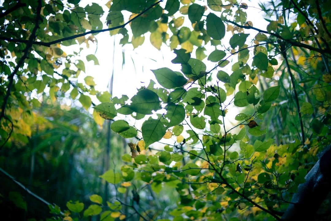 【作例あり】Canon YONGNUO EF35mm F2.0 EFマウント