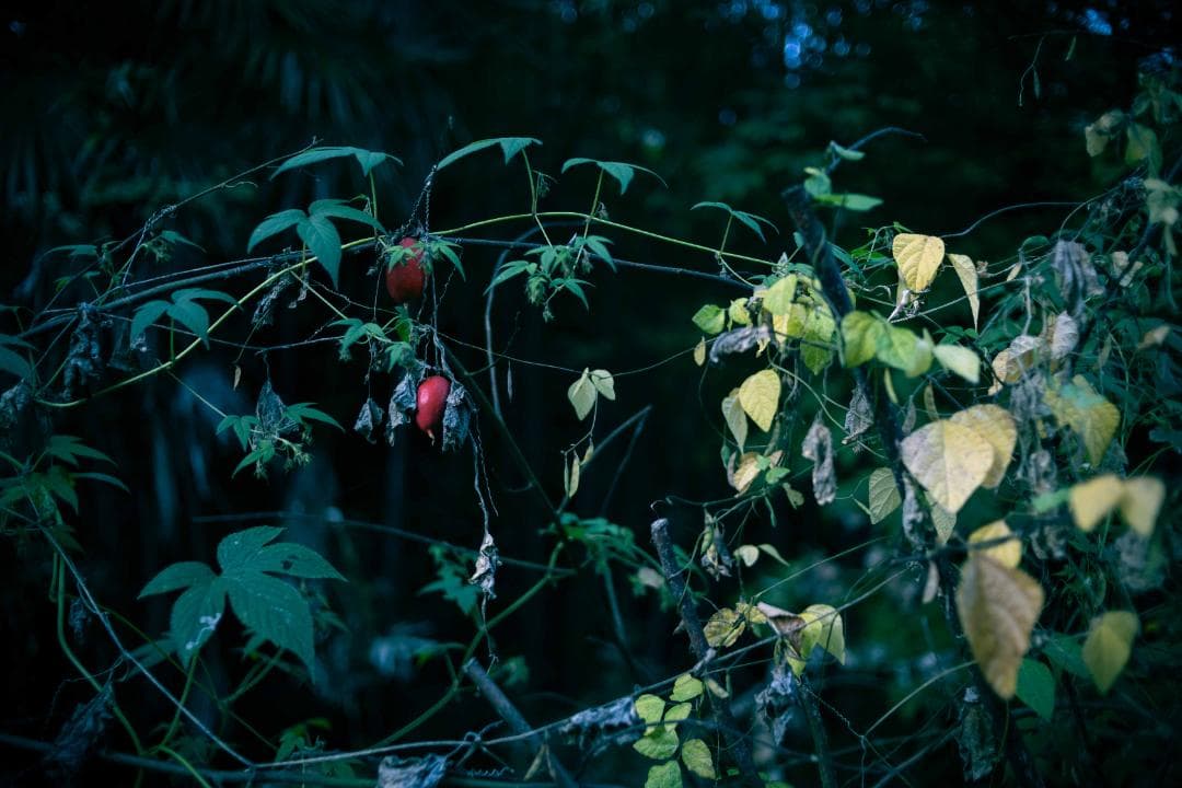 【作例あり】Canon YONGNUO EF35mm F2.0 EFマウント