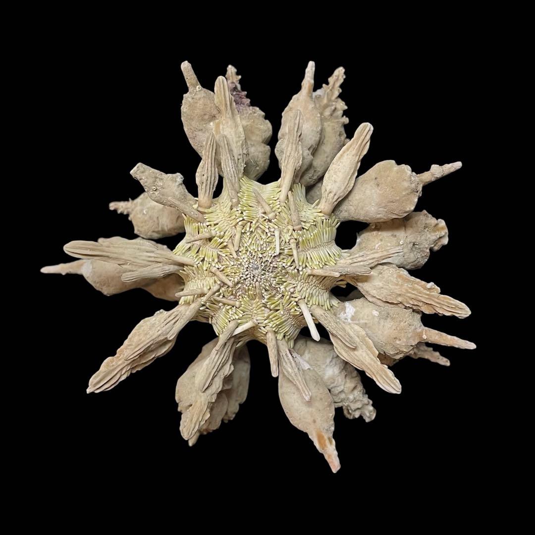 ドングリウニ　ウニの殻