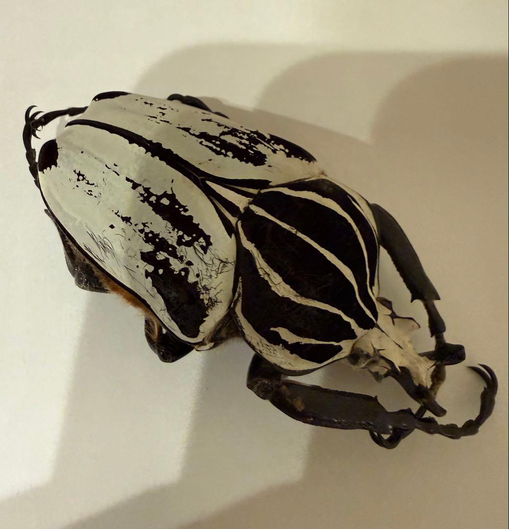 カメルーン　ゴライアスオオツノハナムグリ　約89-90mm