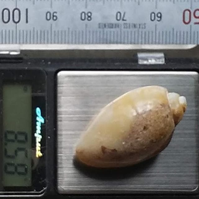 8.58g　貝化石　仮晶アゲート　インド産　置換タイプ　化石　アゲートシェル