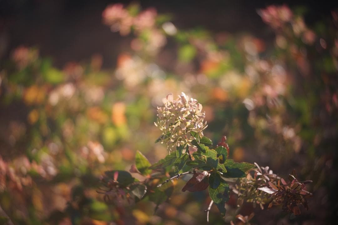 限界値下げ！Som Berthiot Cinor 50mm f3.5 M改 銘玉