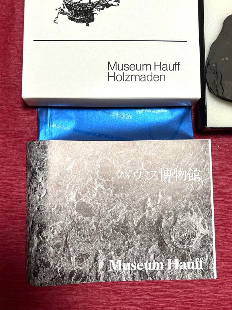 新品1億8000万年前アンモナイト化石2点　ドイツホルツマーデンハウフ化石博物館