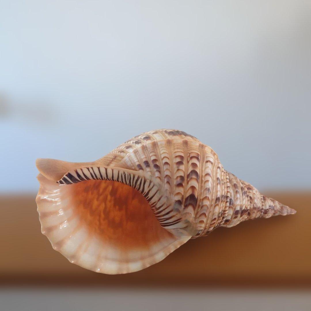 法螺貝 天然 笛 置物 ホラ貝 楽器 ほら貝