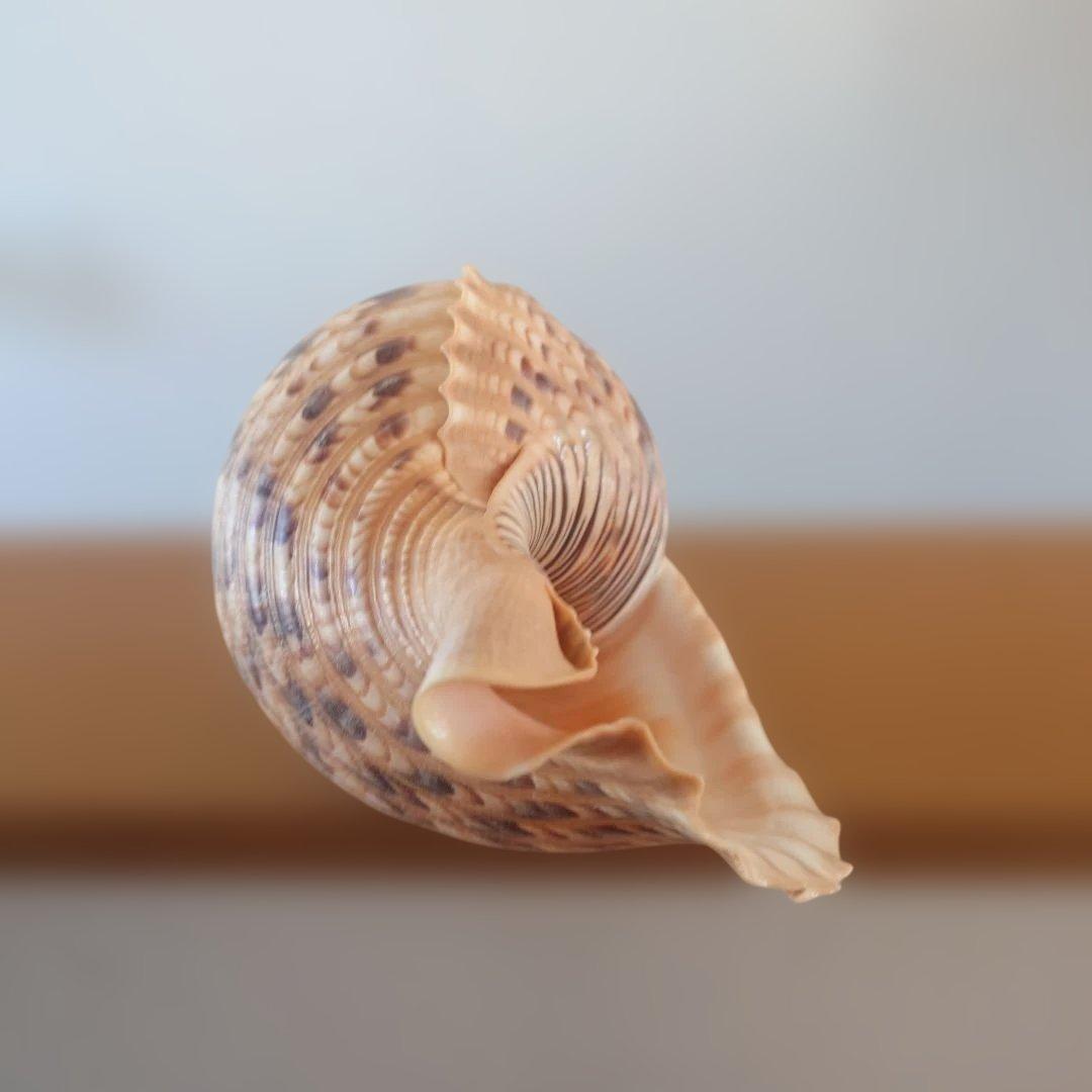 法螺貝 天然 笛 置物 ホラ貝 楽器 ほら貝