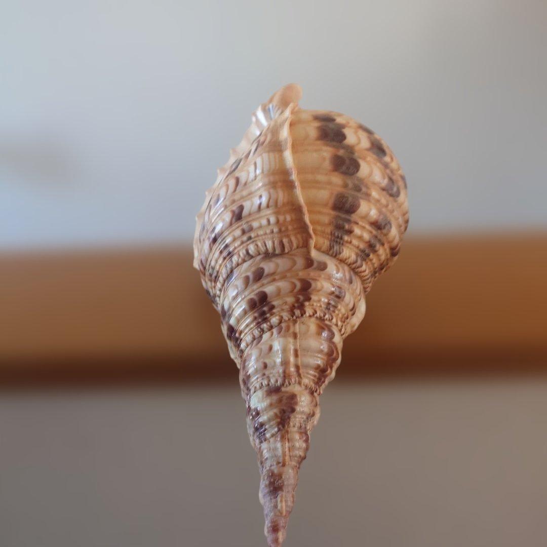 法螺貝 天然 笛 置物 ホラ貝 楽器 ほら貝