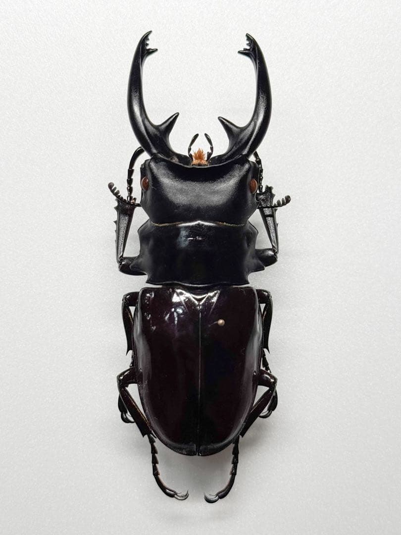 スビタツヤクワガタ 84mm パガイ島産