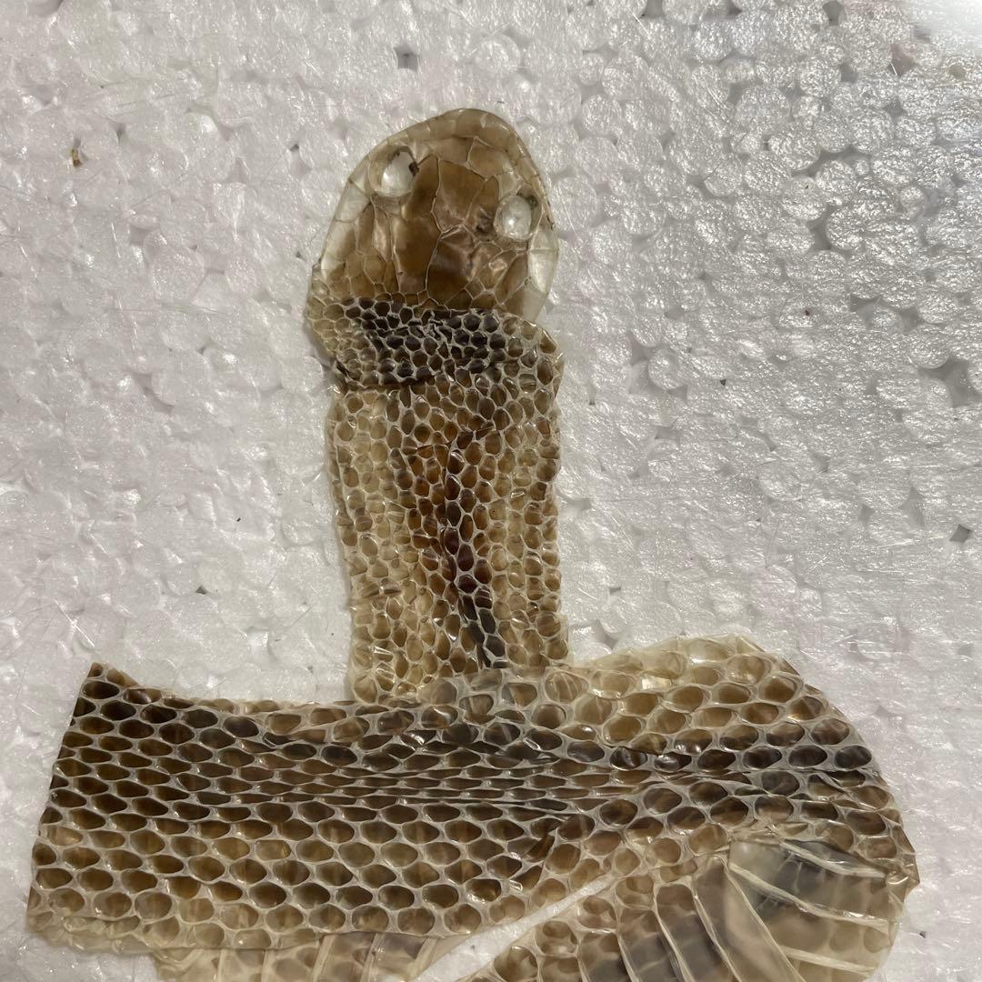 蛇　巳年　シマヘビ全長100cm 抜け殻　破れなし　商売繁盛　寿　運気上昇　金運