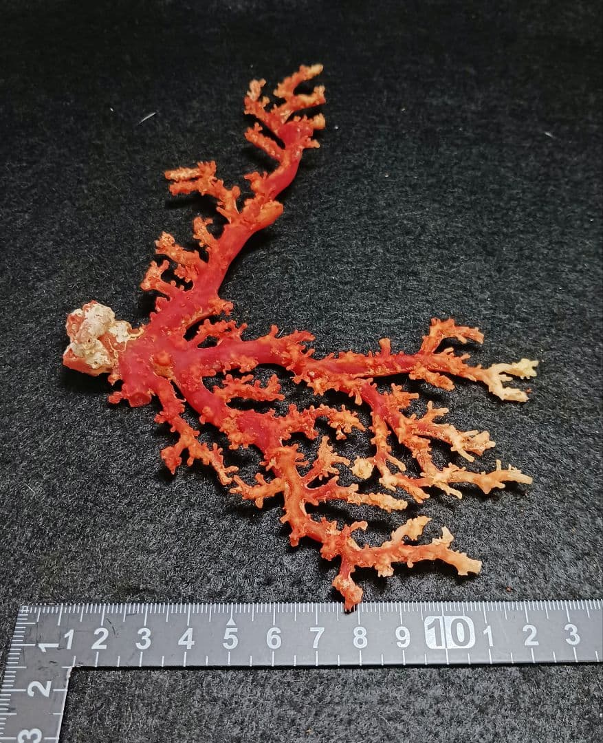 Y2678-2 国産赤珊瑚原木 血赤珊瑚 総重量49.8g 太軸