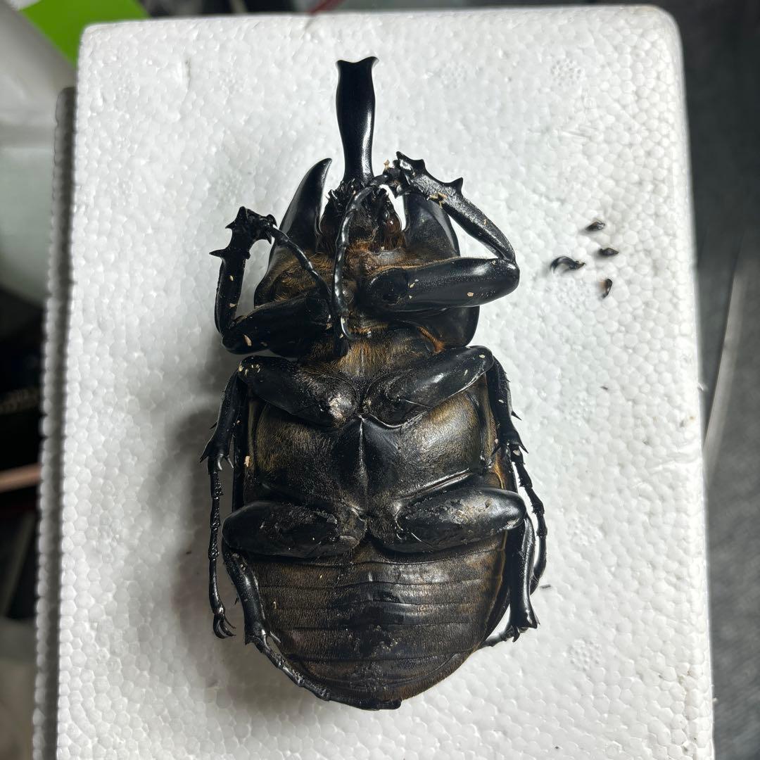 レックスゾウカブト