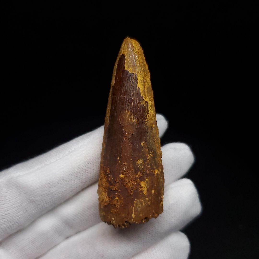 スピノサウルス 本物 モロッコ産 54.02mm sp477