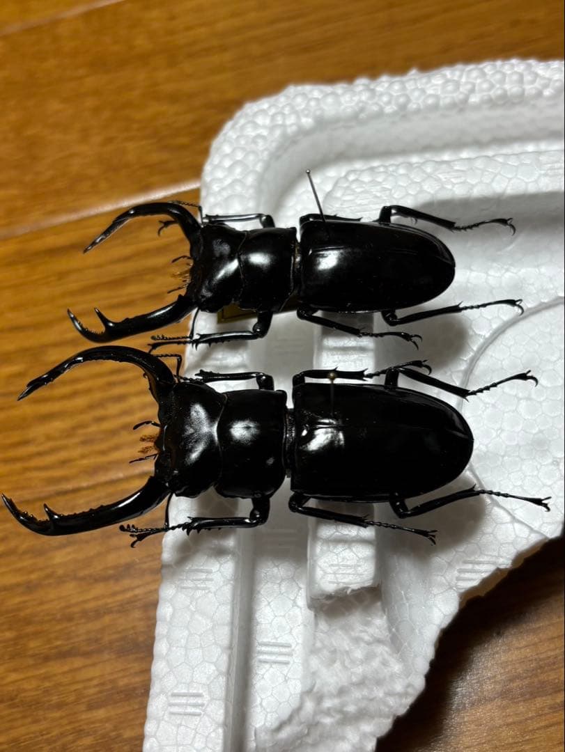 ウエストウッディオオシカクワガタの標本