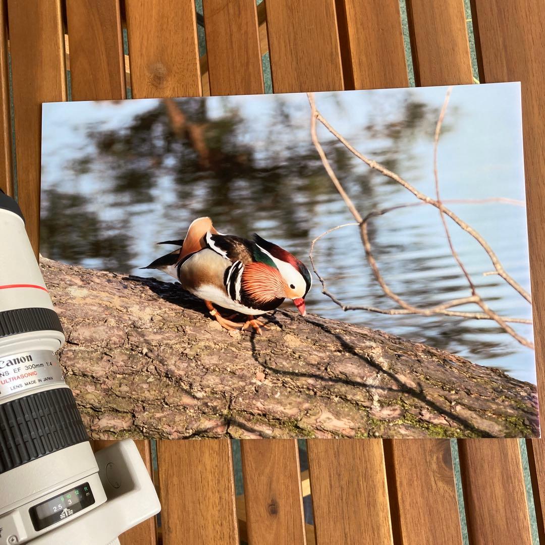 C anon EF300㎜　F4L USM 手ブレ補正機構なし