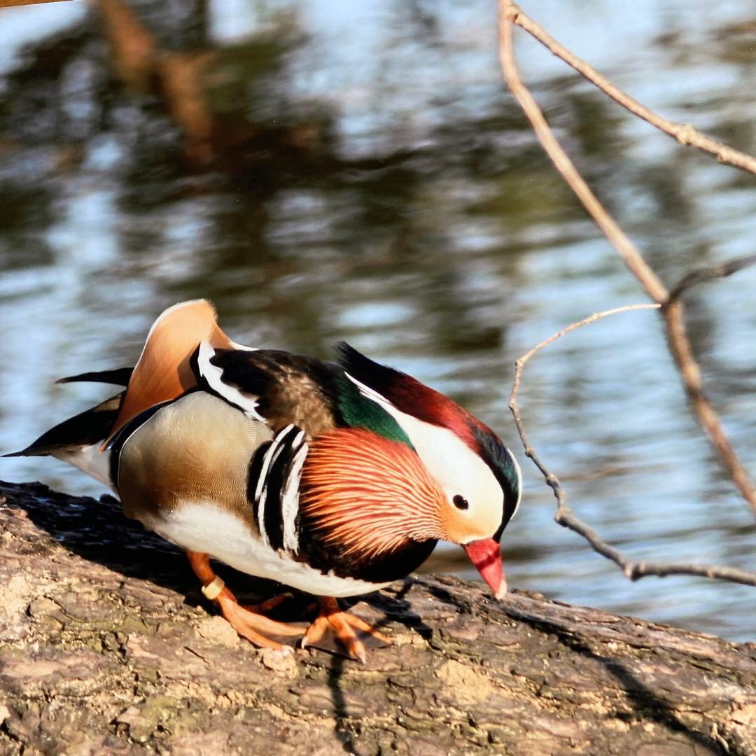 C anon EF300㎜　F4L USM 手ブレ補正機構なし