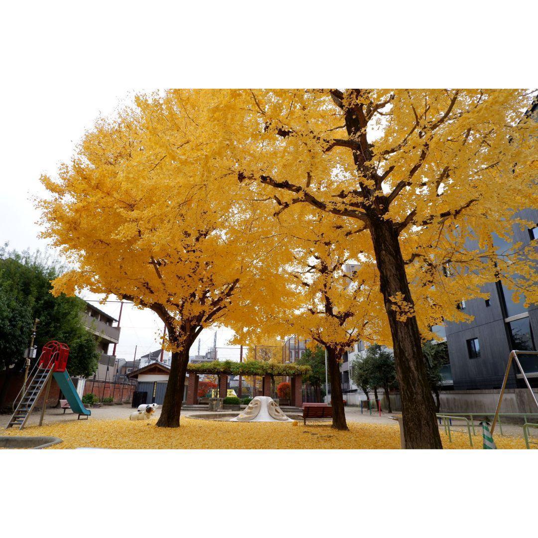 りずページ② ❤FUJIFILM XC 15-45mmレンズのみ