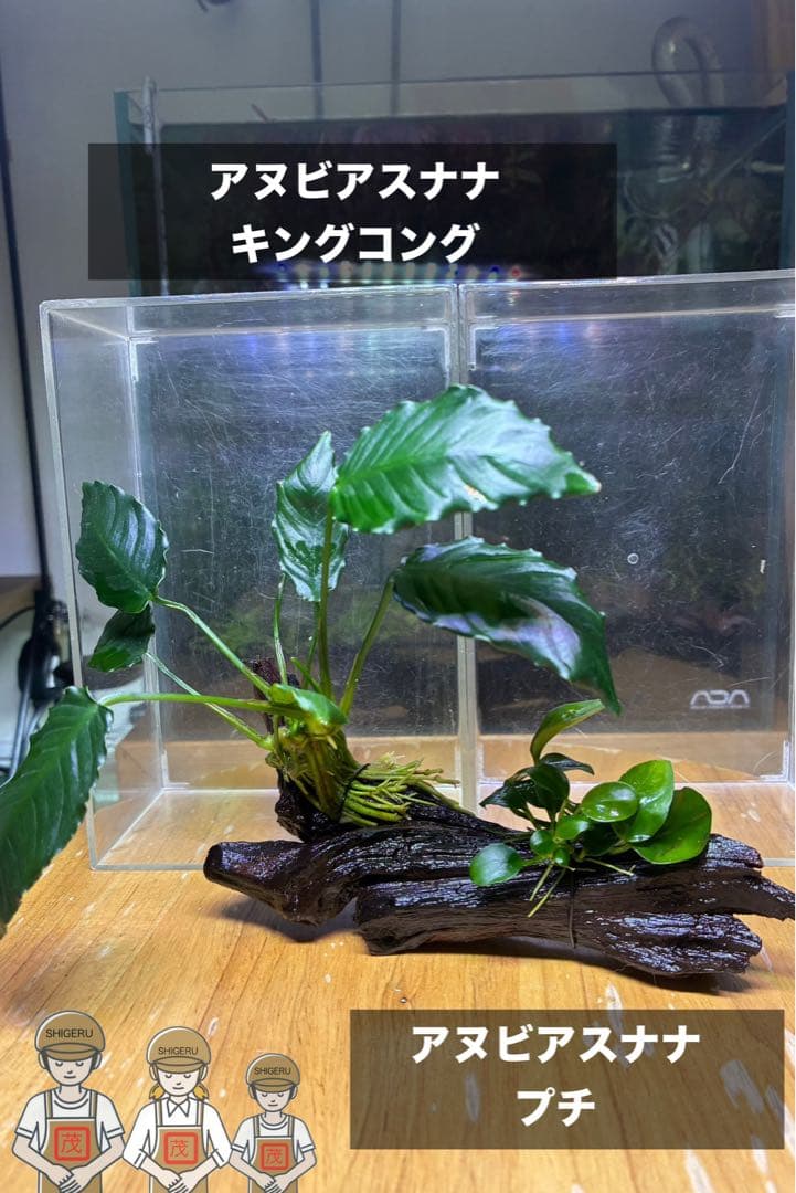 水草茂「鶴薗順様オーダー用」