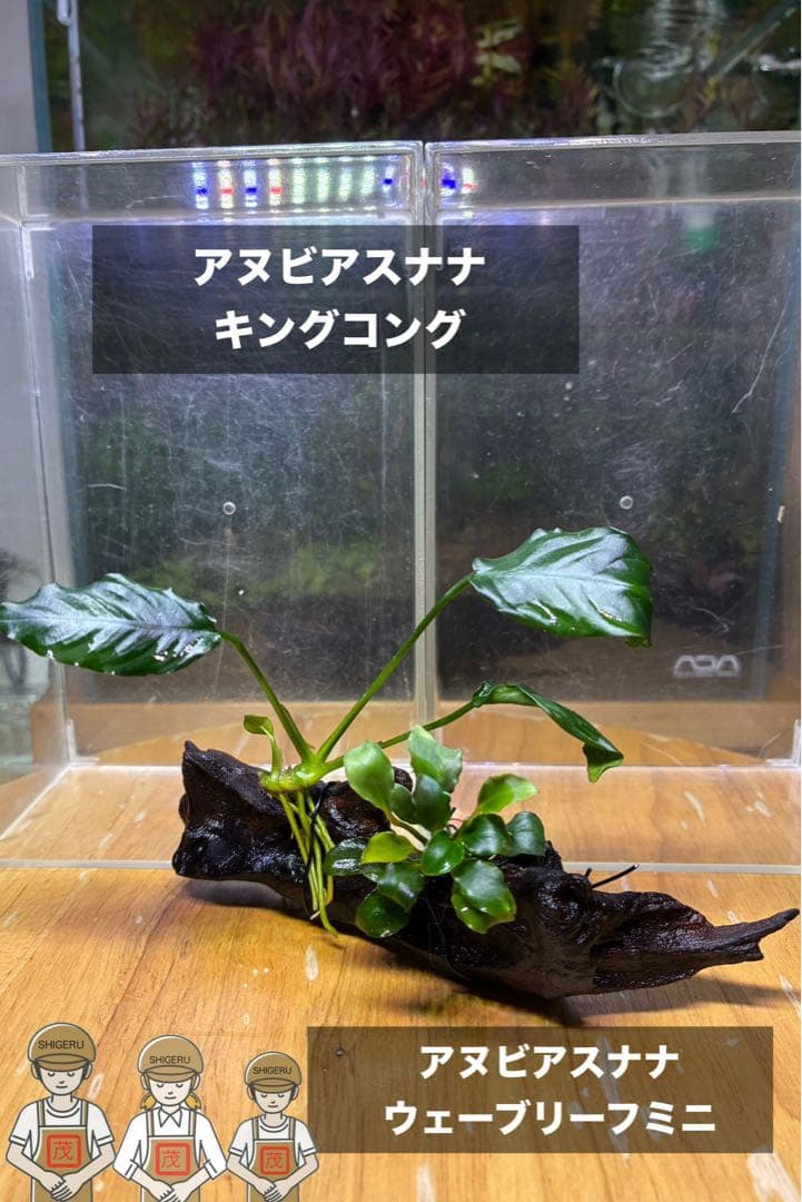 水草茂「鶴薗順様オーダー用」