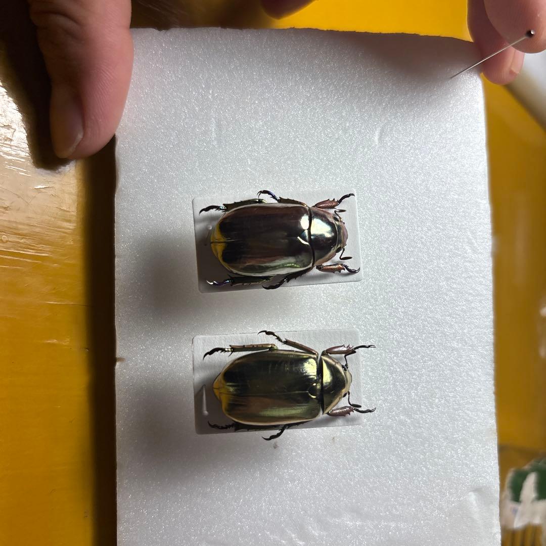 プラチナコガネ2種　ラベル無し