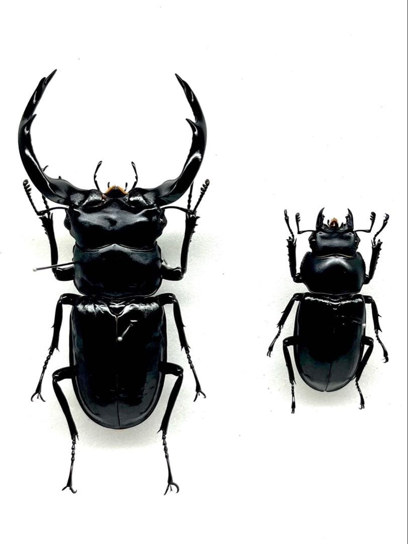 ウエストウッディオオシカクワガタ　ペア　標本