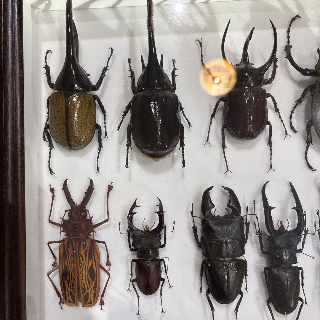 昆虫標本 標本箱 セット